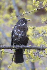 "Die Flecker'l Amsel"