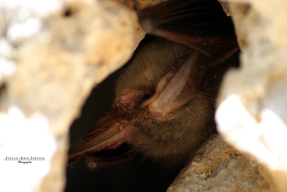 "Die Fledermaus im Burgmauerturm"