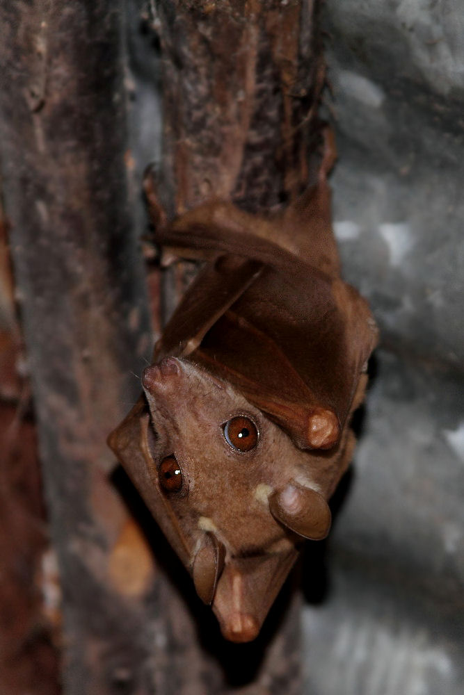 Die Fledermaus, Kenya