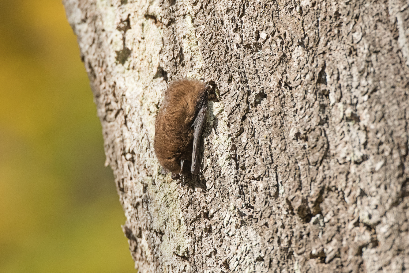 Die Fledermaus tankt Wärme am Baum