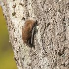 Die Fledermaus tankt Wärme am Baum