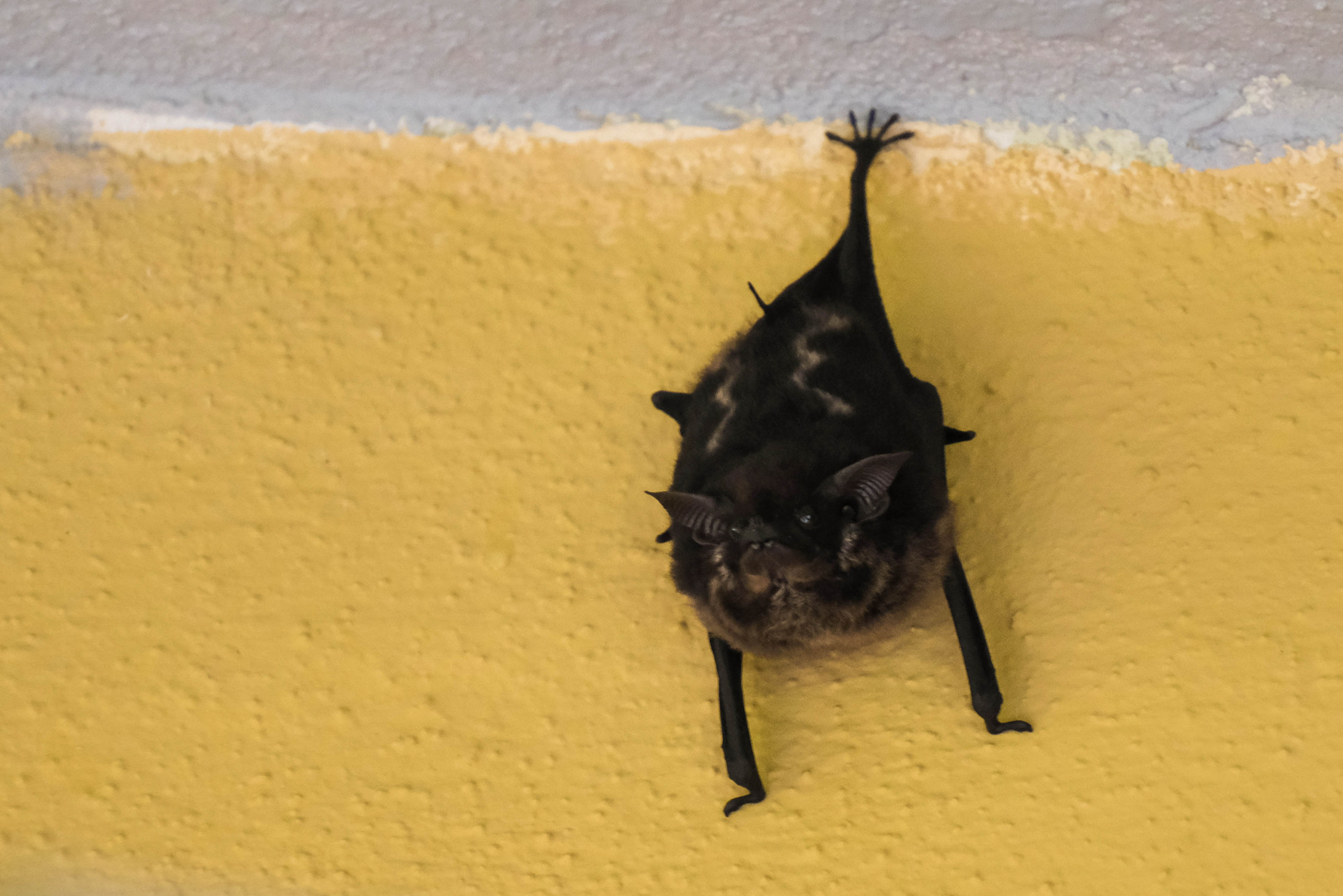 ...die Fledermaus von der Laguna Lodge...