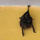 ...die Fledermaus von der Laguna Lodge...