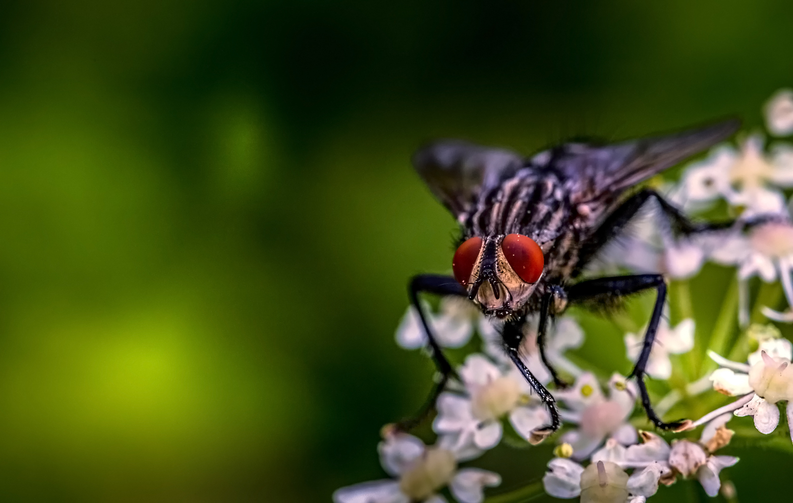 Die Fleischfliege