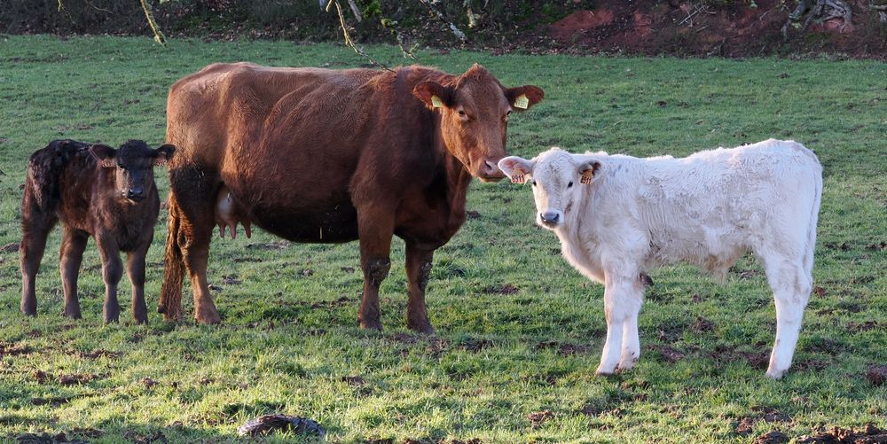Die Fleischproduktion funktioniert noch Foto & Bild tiere, haustiere