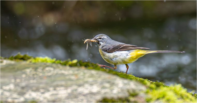 Die fleissige Bergstelze....