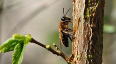 Die Fleissige Bienchen