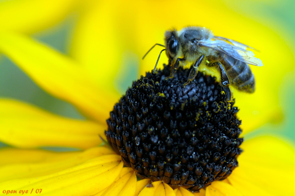 Die fleissige Biene