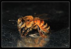 die fleissige Biene auf abwegen