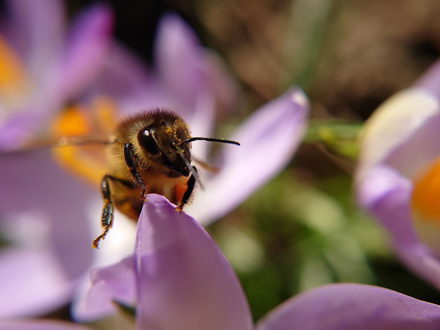 Die fleißige Biene auf dem Krokus