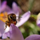 Die fleißige Biene auf dem Krokus