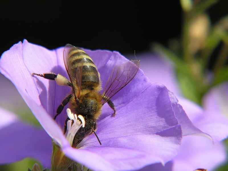 Die fleißige Biene