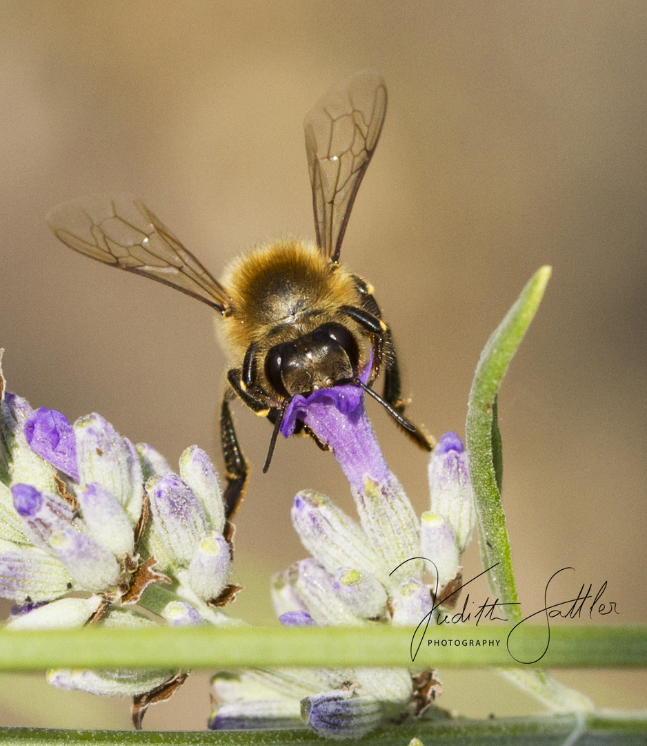 die fleissige biene