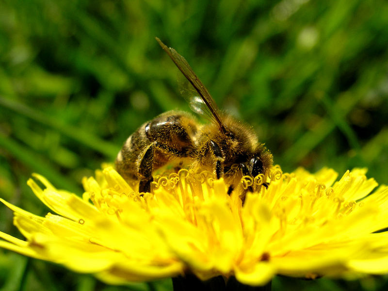 Die fleissige Biene Maja
