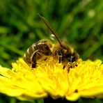 Die fleissige Biene Maja