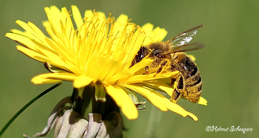 die fleißige Biene_2