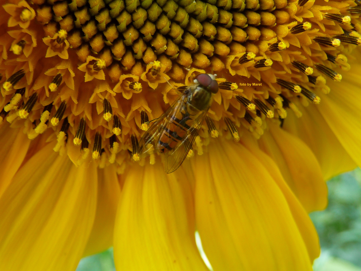 Die fleißige Bienen