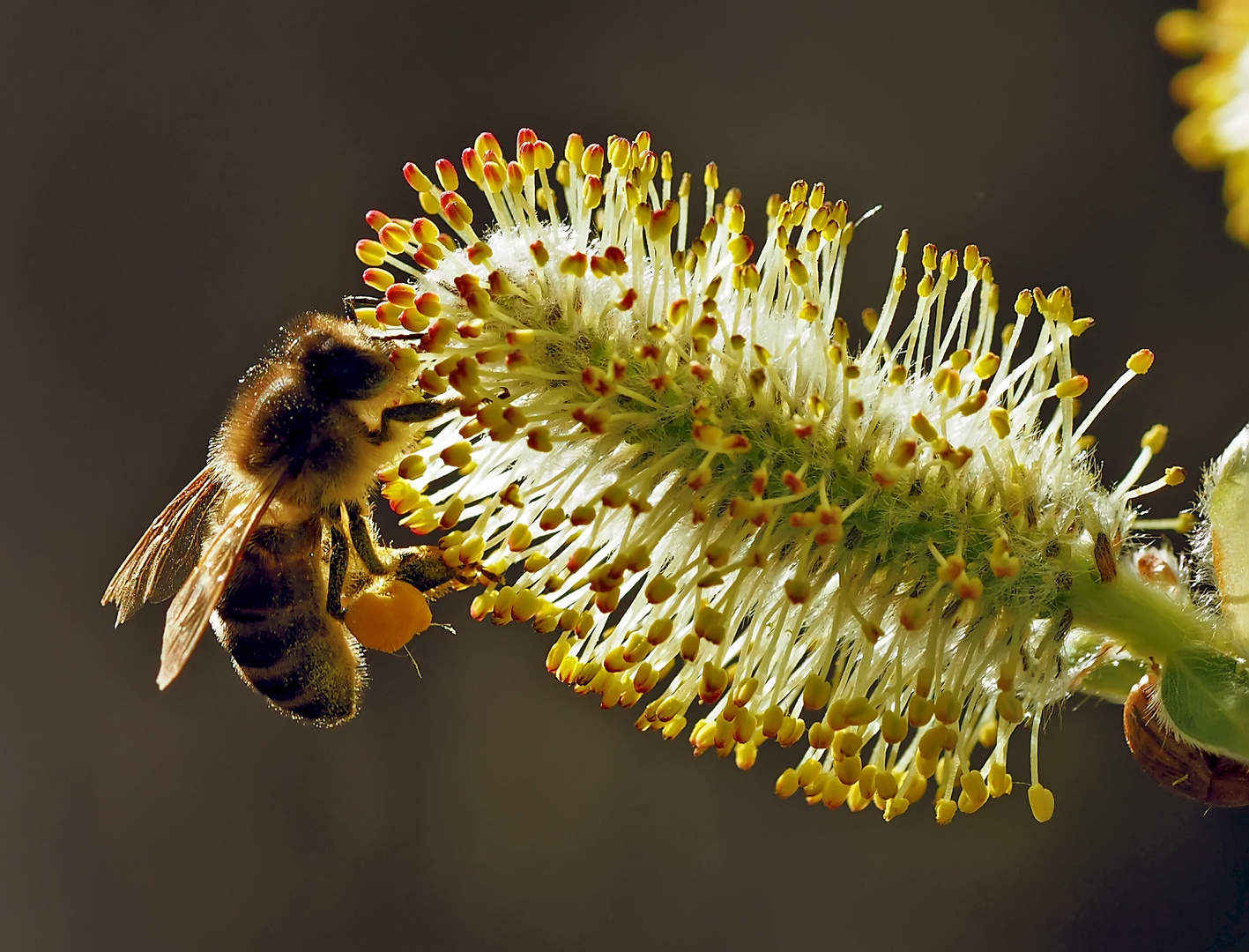 Die fleissige Honigbiene!