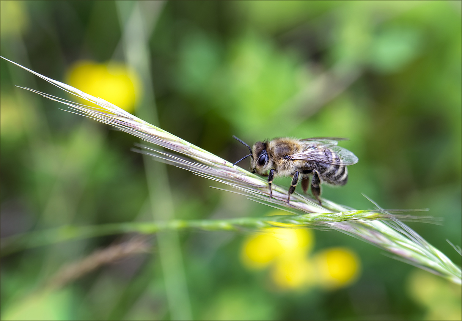 Die fleißige Honigbiene ruht sich aus 