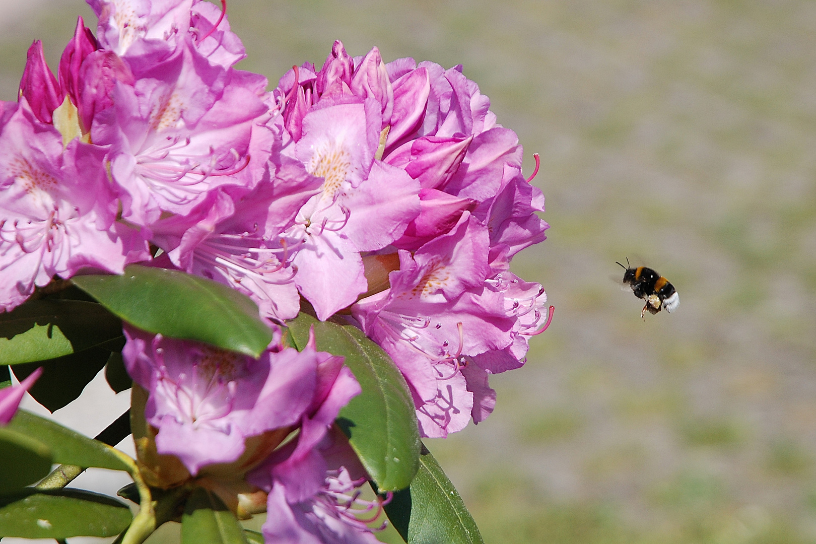 Die fleißige Hummel