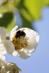 die fleißige Hummel :-)