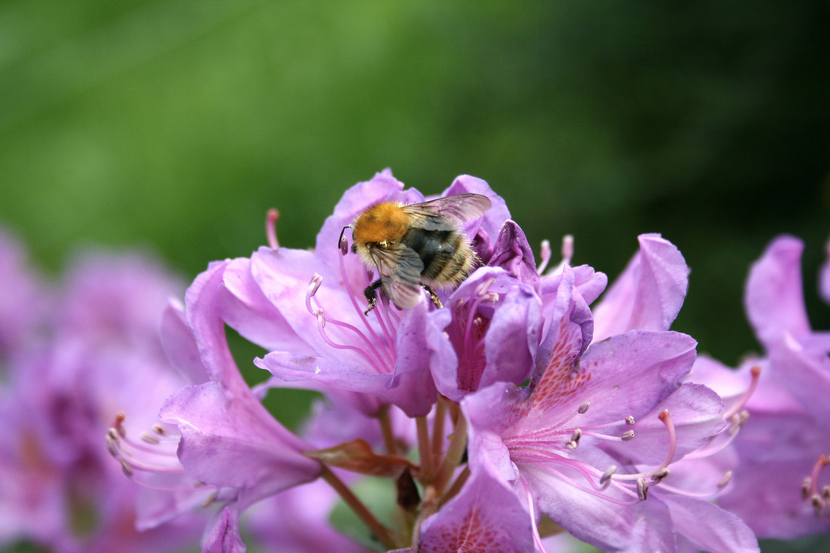 Die fleißige Hummel