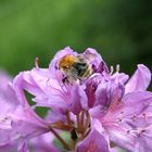 Die fleißige Hummel