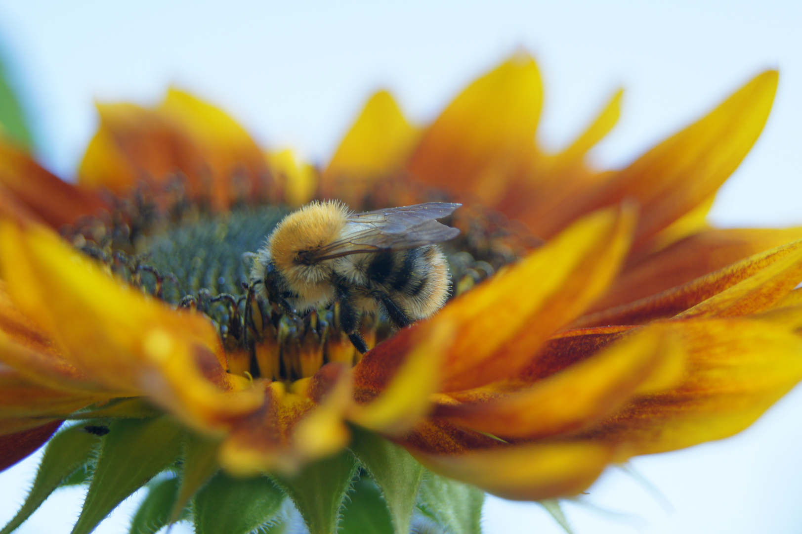 Die fleißige Hummel