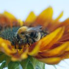 Die fleißige Hummel