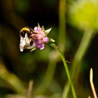 Die fleißige Hummel