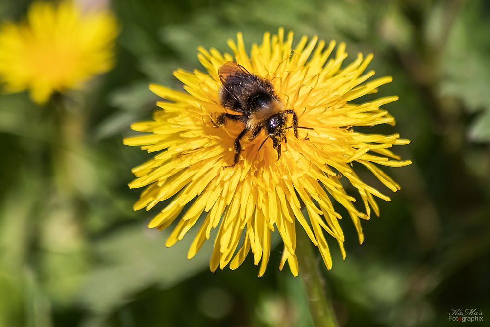 Die fleißige Hummel