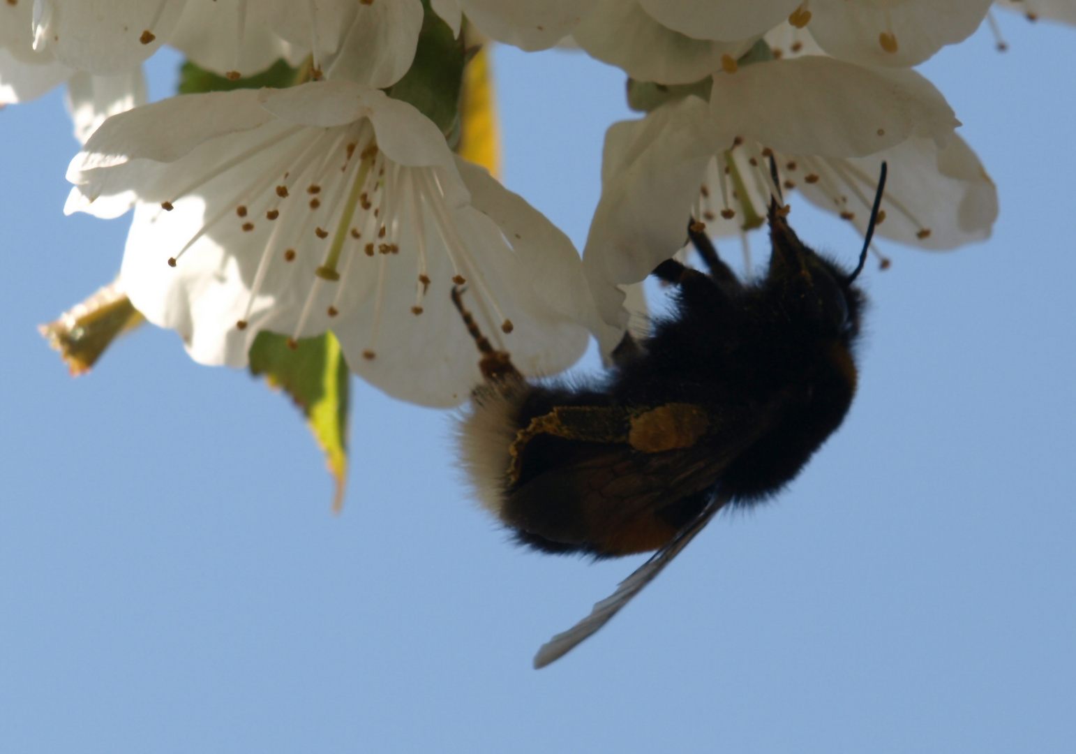 Die fleißige Hummel