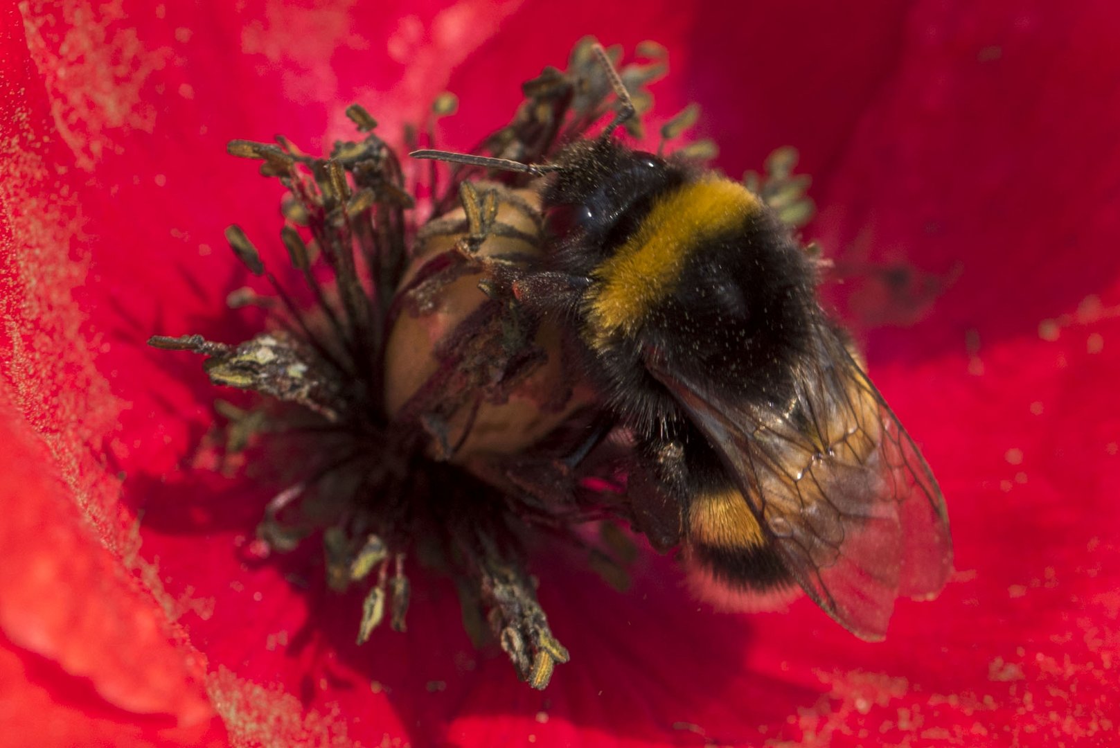 Die fleißige Hummel ...