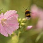 Die fleissige Hummel