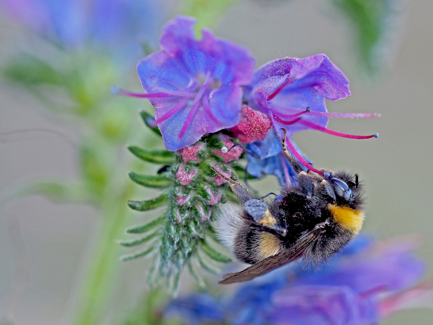 Die fleissige Hummel ...