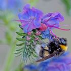 Die fleissige Hummel ...