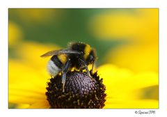 Die fleißige Hummel in Aktion...