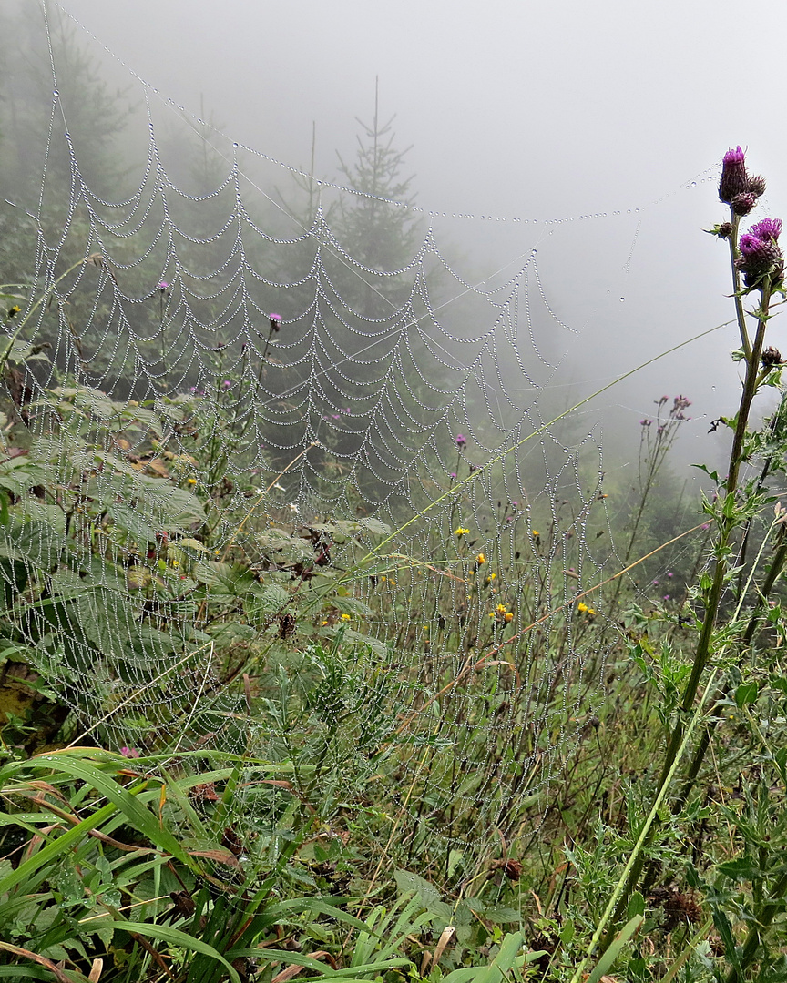 Die fleissige Spinne