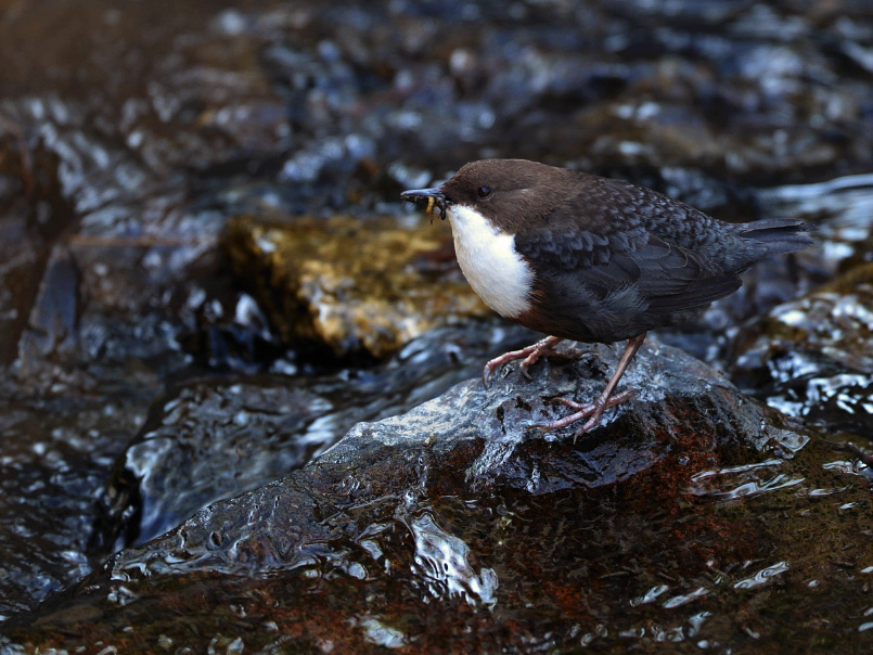 Die fleißige Wasseramsel