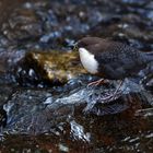 Die fleißige Wasseramsel