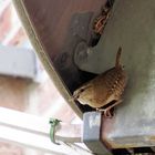 Die fleißige Zaunkönig Mama fliegt sich die Seele aus dem Leib …