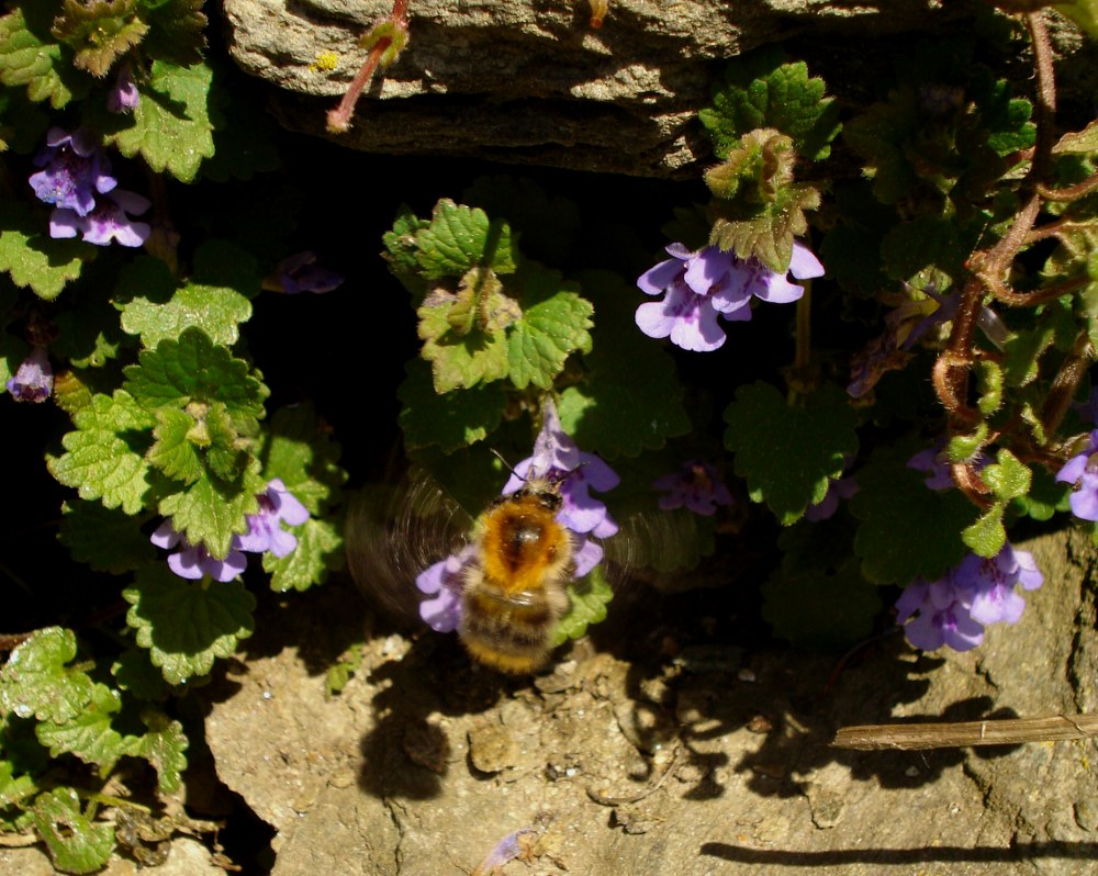 Die fleißige.....Hummel