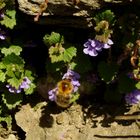 Die fleißige.....Hummel