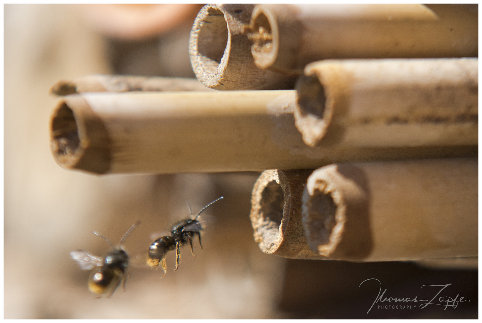 Die fleißigen Bienchen