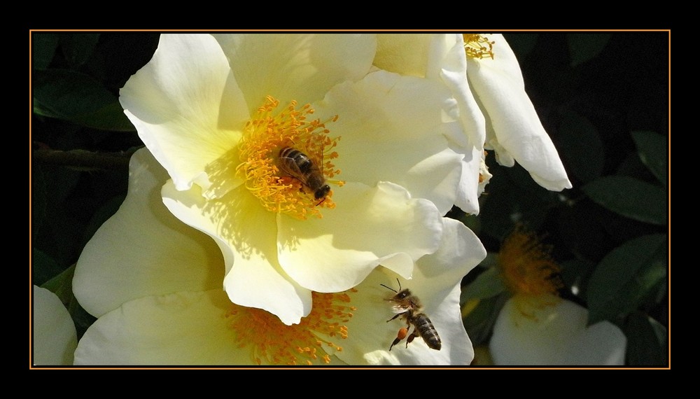 Die fleissigen Bienchen