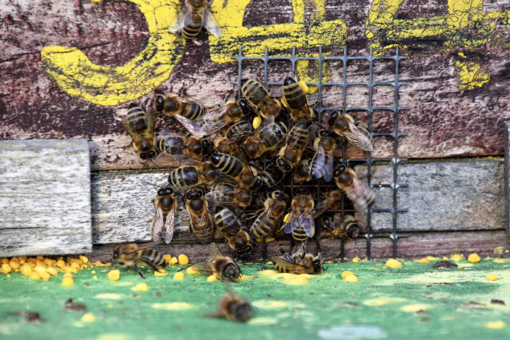 Die fleißigen Bienchen ......