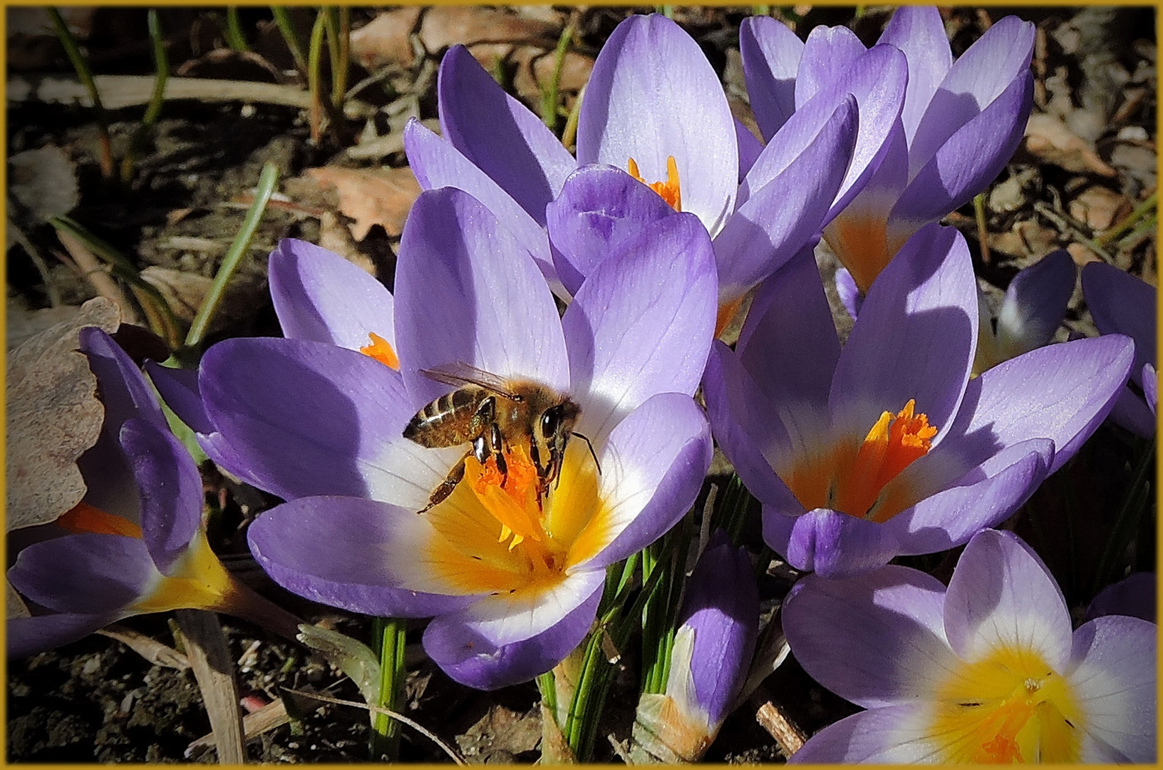  die fleißigen Bienchen