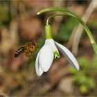 Die fleißigen Bienchen ...