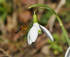 Die fleißigen Bienchen ...