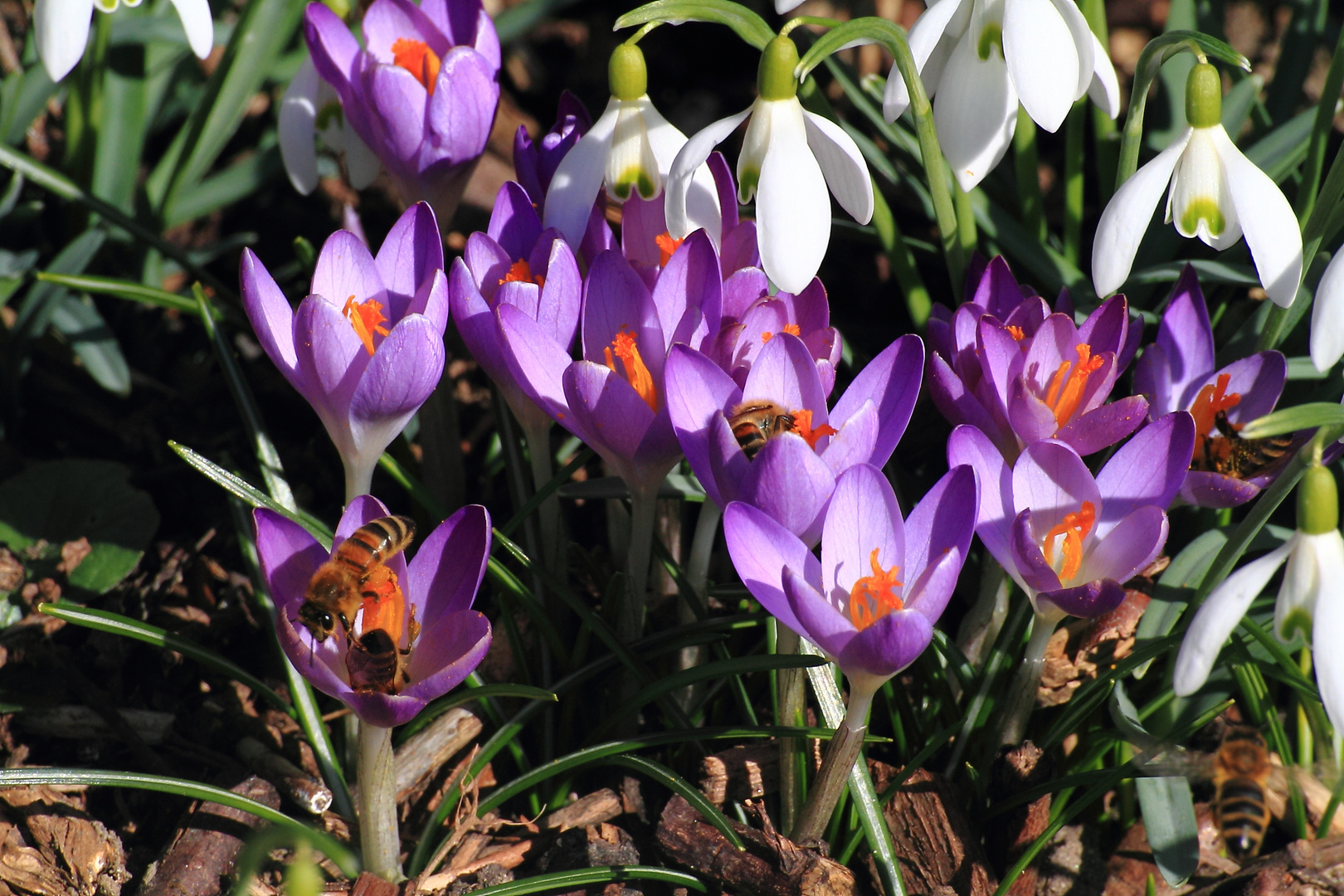 die fleißigen Bienchen